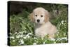 Golden Retriever Pup in Spring Wildflowers, Elburn, Illinois-Lynn M^ Stone-Stretched Canvas