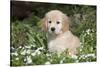 Golden Retriever Pup in Spring Wildflowers, Elburn, Illinois-Lynn M^ Stone-Stretched Canvas