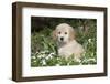 Golden Retriever Pup in Spring Wildflowers, Elburn, Illinois-Lynn M^ Stone-Framed Photographic Print