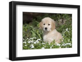 Golden Retriever Pup in Spring Wildflowers, Elburn, Illinois-Lynn M^ Stone-Framed Photographic Print