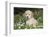 Golden Retriever Pup in Spring Wildflowers, Elburn, Illinois-Lynn M^ Stone-Framed Photographic Print