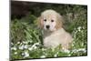 Golden Retriever Pup in Spring Wildflowers, Elburn, Illinois-Lynn M^ Stone-Mounted Photographic Print