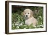 Golden Retriever Pup in Spring Wildflowers, Elburn, Illinois-Lynn M^ Stone-Framed Photographic Print