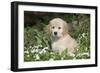 Golden Retriever Pup in Spring Wildflowers, Elburn, Illinois-Lynn M^ Stone-Framed Photographic Print