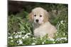 Golden Retriever Pup in Spring Wildflowers, Elburn, Illinois-Lynn M^ Stone-Mounted Photographic Print