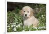 Golden Retriever Pup in Spring Wildflowers, Elburn, Illinois-Lynn M^ Stone-Framed Photographic Print