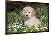 Golden Retriever Pup in Spring Wildflowers, Elburn, Illinois-Lynn M^ Stone-Framed Photographic Print