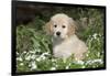 Golden Retriever Pup in Spring Wildflowers, Elburn, Illinois-Lynn M^ Stone-Framed Photographic Print