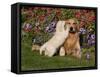 Golden Retriever Pup with Adult-Lynn M^ Stone-Framed Stretched Canvas