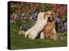 Golden Retriever Pup with Adult-Lynn M^ Stone-Stretched Canvas