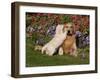 Golden Retriever Pup with Adult-Lynn M^ Stone-Framed Photographic Print