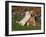 Golden Retriever Pup with Adult-Lynn M^ Stone-Framed Photographic Print