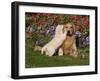 Golden Retriever Pup with Adult-Lynn M^ Stone-Framed Photographic Print