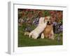 Golden Retriever Pup with Adult-Lynn M^ Stone-Framed Photographic Print