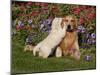 Golden Retriever Pup with Adult-Lynn M^ Stone-Mounted Photographic Print