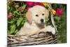 Golden Retriever Pup-null-Mounted Photographic Print