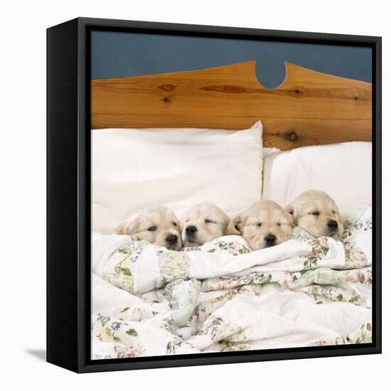 Golden Retriever Puppies, 4 in a Bed-null-Framed Stretched Canvas