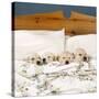 Golden Retriever Puppies, 4 in a Bed-null-Stretched Canvas