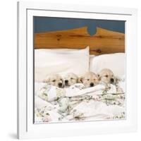 Golden Retriever Puppies, 4 in a Bed-null-Framed Photographic Print