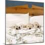 Golden Retriever Puppies, 4 in a Bed-null-Mounted Photographic Print