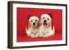 Golden Retriever Puppies (6 Weeks) Lying Down-null-Framed Photographic Print