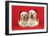 Golden Retriever Puppies (6 Weeks) Lying Down-null-Framed Photographic Print