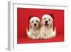 Golden Retriever Puppies (6 Weeks) Lying Down-null-Framed Photographic Print