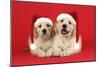 Golden Retriever Puppies (6 Weeks) Lying Down-null-Mounted Photographic Print