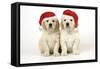 Golden Retriever Puppies (6 Weeks) Sitting-null-Framed Stretched Canvas