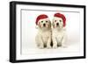 Golden Retriever Puppies (6 Weeks) Sitting-null-Framed Photographic Print