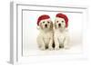 Golden Retriever Puppies (6 Weeks) Sitting-null-Framed Photographic Print