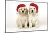 Golden Retriever Puppies (6 Weeks) Sitting-null-Mounted Photographic Print