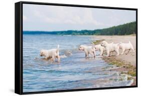 Golden Retriever Puppies At The Sea-ots-photo-Framed Stretched Canvas