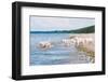 Golden Retriever Puppies At The Sea-ots-photo-Framed Photographic Print