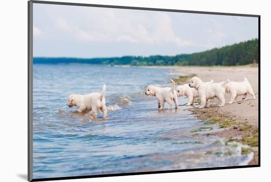 Golden Retriever Puppies At The Sea-ots-photo-Mounted Photographic Print