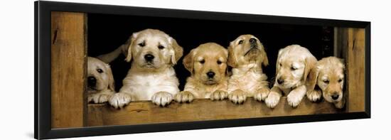 Golden Retriever Puppies Club-null-Framed Poster