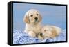 Golden Retriever Puppies on Blue Gingham-null-Framed Stretched Canvas
