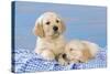 Golden Retriever Puppies on Blue Gingham-null-Stretched Canvas