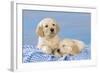 Golden Retriever Puppies on Blue Gingham-null-Framed Photographic Print