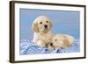 Golden Retriever Puppies on Blue Gingham-null-Framed Photographic Print