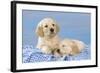 Golden Retriever Puppies on Blue Gingham-null-Framed Photographic Print