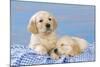 Golden Retriever Puppies on Blue Gingham-null-Mounted Photographic Print