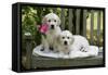 Golden Retriever Puppies on Garden Bench 7 Weeks-null-Framed Stretched Canvas