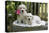 Golden Retriever Puppies on Garden Bench 7 Weeks-null-Stretched Canvas