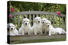 Golden Retriever Puppies on Garden Bench 7 Weeks-null-Stretched Canvas