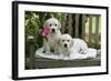 Golden Retriever Puppies on Garden Bench 7 Weeks-null-Framed Photographic Print