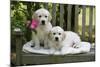 Golden Retriever Puppies on Garden Bench 7 Weeks-null-Mounted Photographic Print
