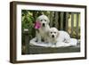 Golden Retriever Puppies on Garden Bench 7 Weeks-null-Framed Photographic Print
