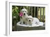 Golden Retriever Puppies on Garden Bench 7 Weeks-null-Framed Photographic Print