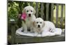 Golden Retriever Puppies on Garden Bench 7 Weeks-null-Mounted Photographic Print